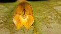 Una nueva especie de orquídea, considerada una rareza por su gran tamaño, fue descubierta en un bosque húmedo del norte de Ecuador, en la frontera con Colombia Una nueva especie de orquídea, considerada una rareza por su gran tamaño, fue descubierta en un bosque húmedo del norte de Ecuador, en la frontera con Colombia