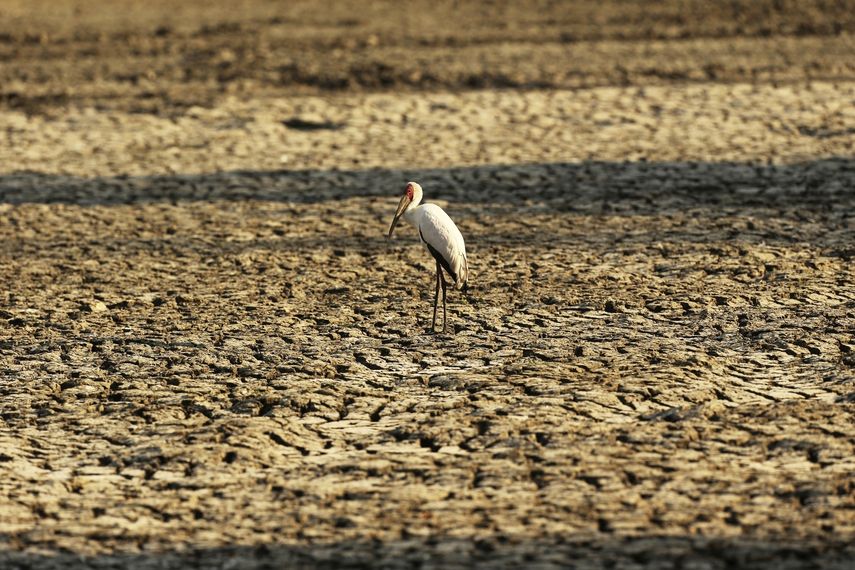 En esta imagen de archivo, tomada el 27 de octubre de 2019, un p&aacute;jaro se posa sobre un terreno agrietado por la sequ&iacute;a, en el Parque Nacional Piscinas de Man&aacute;, Zimbabue.&nbsp;