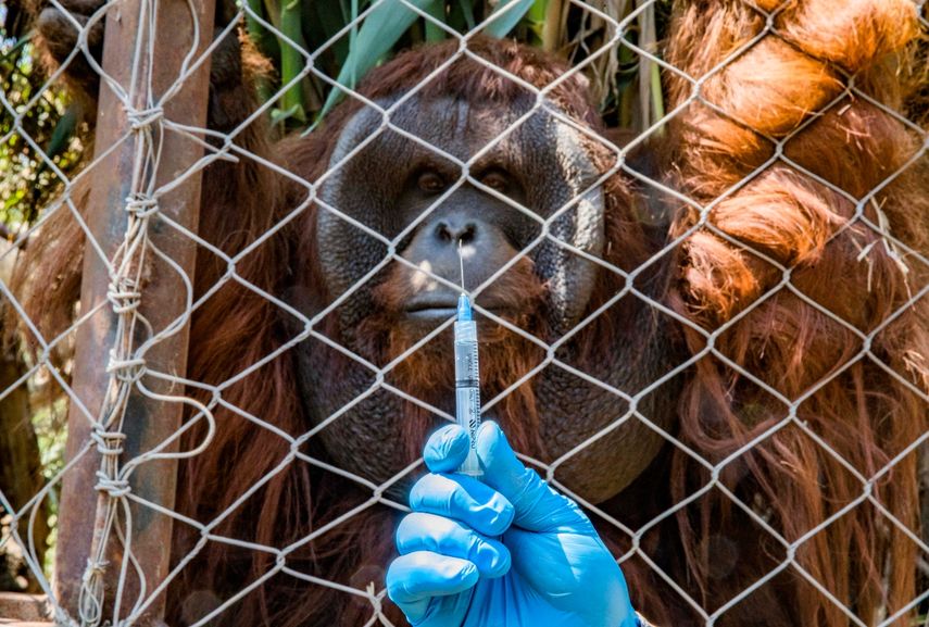 Un orangután de Borneo llamado Sandai observa a un trabajador que sostiene una jeringa con una dosis de una vacuna experimental contra COVID-19 fabricada por el laboratorio veterinario Zoetis durante un simulacro de vacunación para los animales en el zoológico de Buin en Buin, Chile.