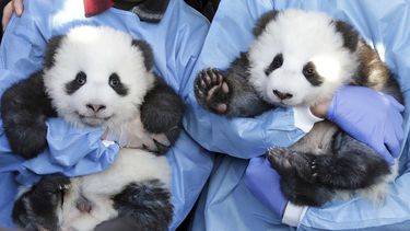 Empleados del zool&oacute;gico sostienen en brazos a Meng Yuan y Meng Xiang durante un acto para presentar los nombres de los cachorros de panda en el Zoo de Berl&iacute;n, Alemania, el lunes 9 de diciembre de 2019.&nbsp;