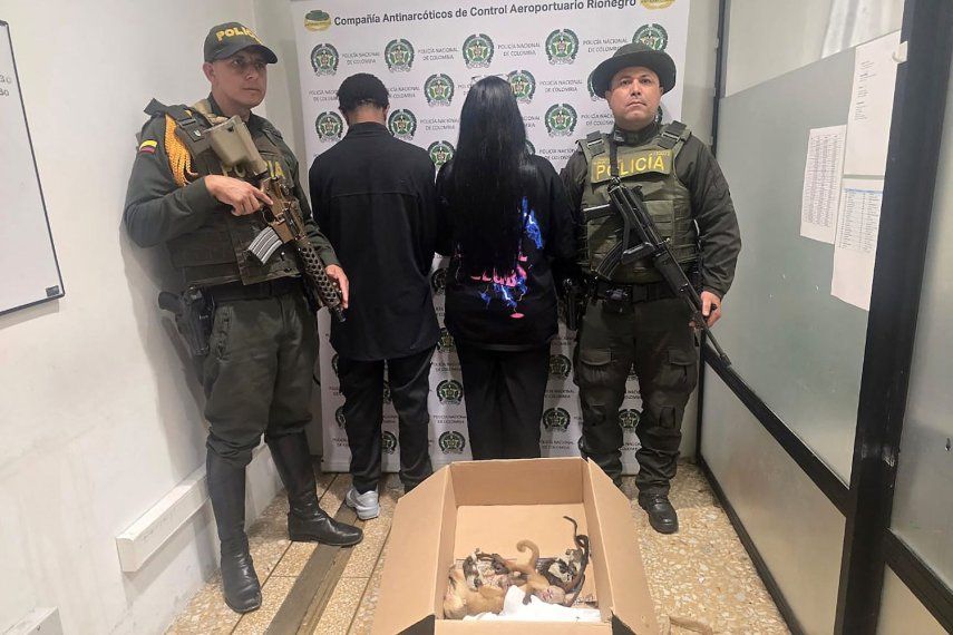 Esta fotografía, publicada el 2 de mayo por la oficina de prensa de CORNARE (Corporación Autónoma Regional de los Ríos Negro y Nare), muestra a policías colombianos y dos personas detenidas tras intentar el contrabando de seis primates desde el Aeropuerto Internacional José María Córdova hacia la República Dominicana en Rionegro, departamento de Atioquia, Colombia. Dos de los animales murieron debido a las condiciones del traslado y los otros cuatro fueron ingresados en un hospital veterinario en estado crítico.&nbsp;