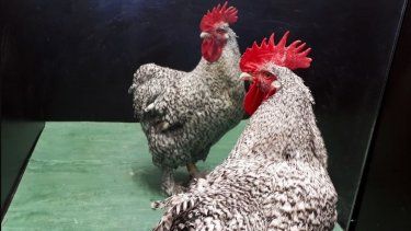 Uno de los gallos del estudio mirándose en el espejo.