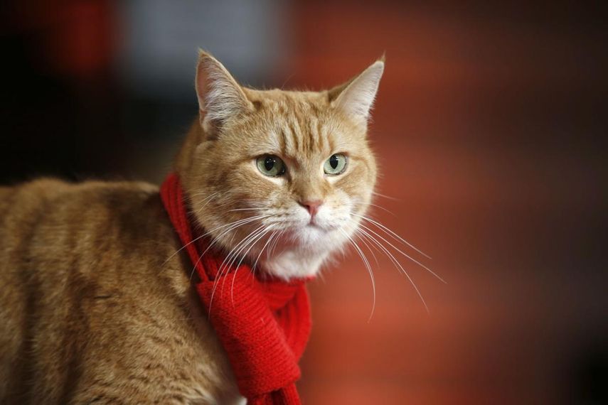 En esta fotograf&iacute;a de archivo del tres de noviembre de 2016 el gato Bob llega al estreno de la pel&iacute;cula &ldquo;A Street Cat Named Bob&rdquo; en Londres.&nbsp;