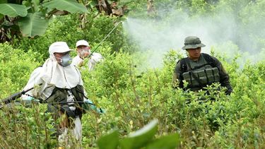 Autoridades erradican una plantación de coca en Colombia.