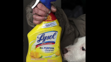 Stacy Kaplus sostiene una botella de spray de limpiador Lysol mientras su perro Greedums la huele en su casa rodante con sus perros en Oakland, California, el martes 24 de marzo de 2020.&nbsp;