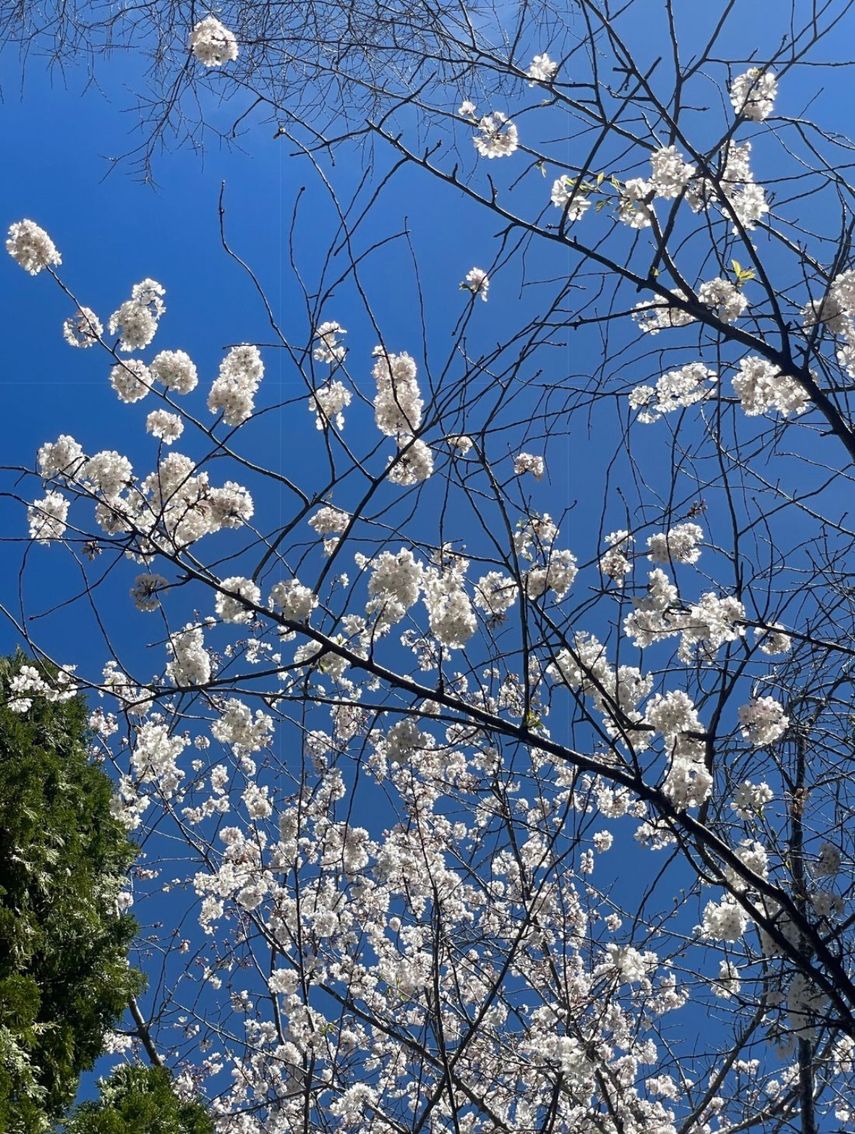 Equinoccio de primavera, estación de floración y siembras&nbsp;