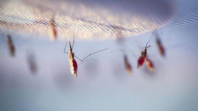 Venezuela es el país de América Latina con más casos de malaria en 2019, según la Organización Panamericana de la Salud (OPS).