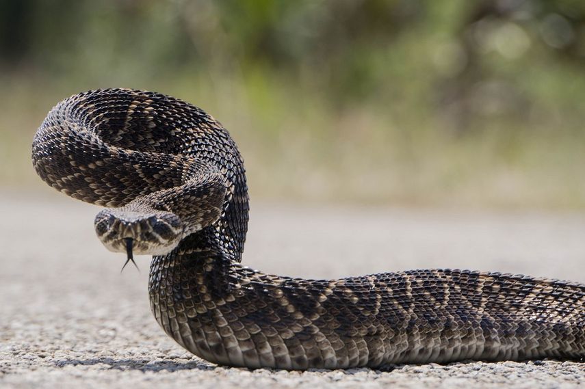 Las víboras están consideradas entre las serpientes más peligrosas.