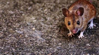 Plaga de ratones obliga a evacuar a presos de una cárcel de Australia