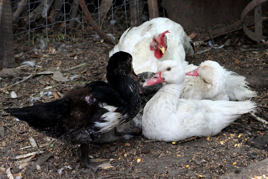 Millones de sacrificios en Francia por gripe aviar