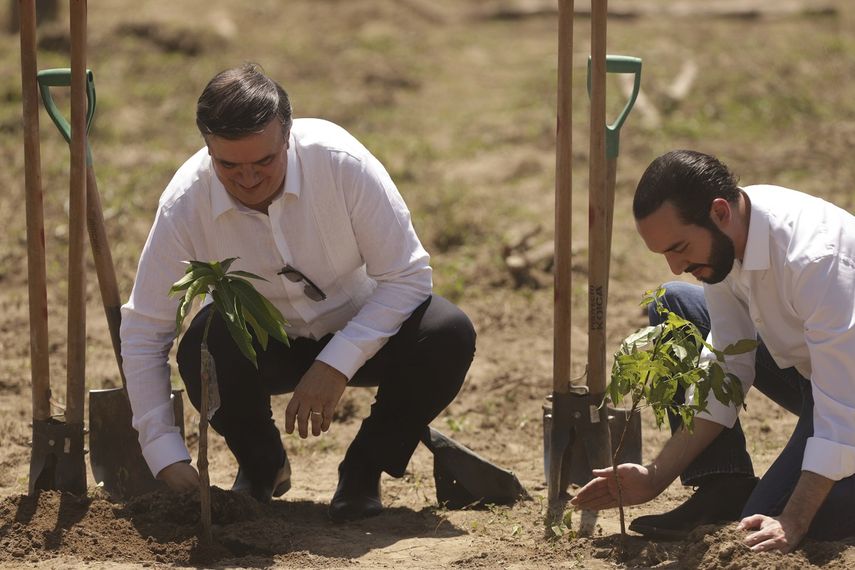 El canciller mexicano Marcelo Ebrard, a la izquierda, y el presidente de El Salvador, Nayib Bukele, plantan un &aacute;rbol durante el lanzamiento del programa Sembrando Vida en San Luis Talpa, El Salvador, el viernes 19 de julio de 2019.&nbsp;
