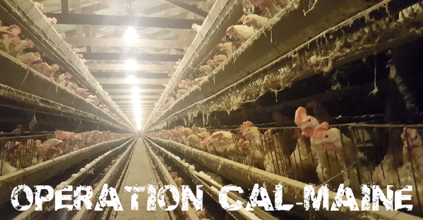 Estos animales viven en pésimas condiciones, hacinados y expuestos a infecciones.&nbsp;