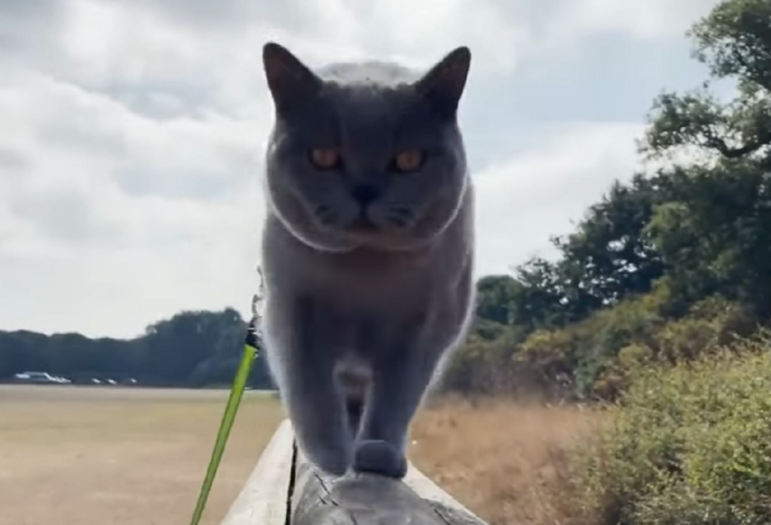 Mujer vence al cáncer, vende su casay se va de vacaciones con el gato