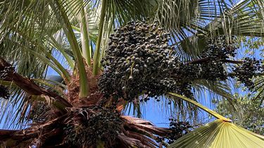 Hay palmeras que producen frutos tan pronto llega la primavera.
