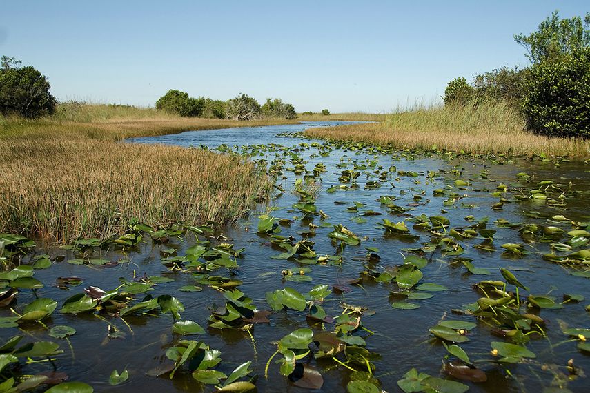Vista parcial del humedal subtropical Los Everglades, localizado en el sur de Florida, de gran importancia ecológica. (ARCHIVO)