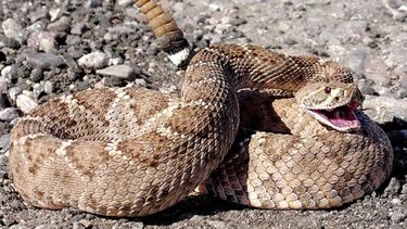 Las autoridades informaron que la serpiente fue capturada y sacrificada.