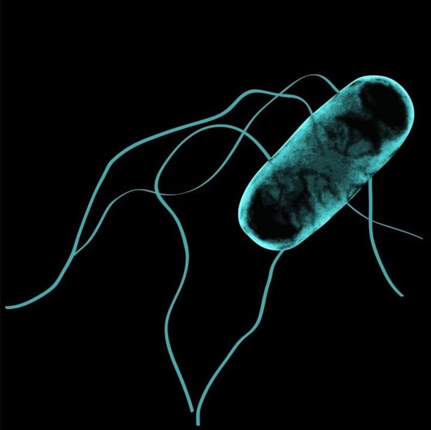 Salmonella africana.&nbsp;