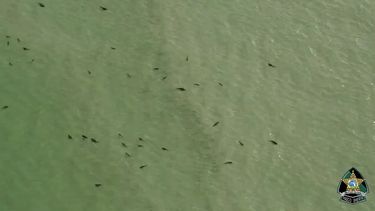 Captura de video que muestra numerosos tiburones en las playas de Pasco, al norte Tampa.