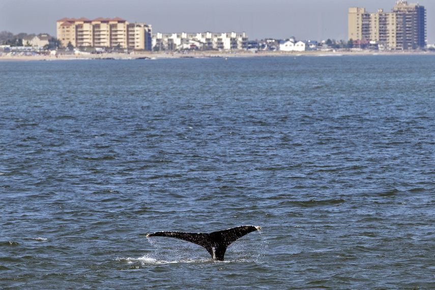 La cola de una ballena fotografiada frente a la costa de Nueva Jersey el 23 de septiembre del 2020.&nbsp;