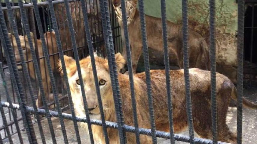 Cuba: animales en zoológicos y acuarios mueren de hambre