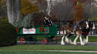 Momentos en que llevan el Árbol de Navidad a la Casa Blanca