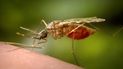 Los Centros para el Control y la Prevención de Enfermedades de EEUU muestra a un mosquito Anopheles funestus hembra alimentándose. Los Centros para el Control y la Prevención de Enfermedades de EEUU muestra a un mosquito Anopheles funestus hembra alimentándose.