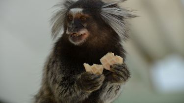 Los monos titíes escuchan a escondidas las conversaciones de otros y prefieren acercarse a individuos que perciben de forma positiva.