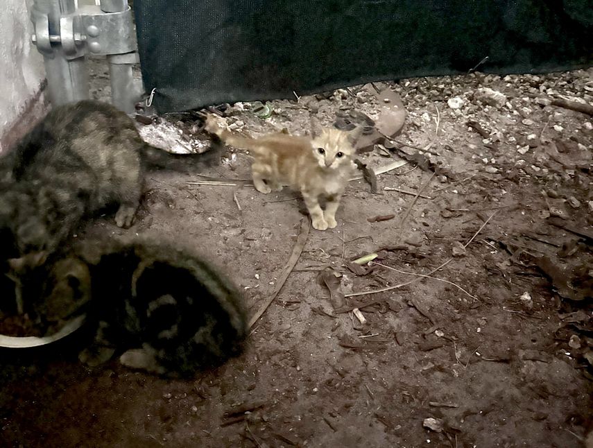 Un gatito espera por su comida en una calle de Miami.