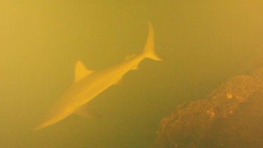 Estos tiburones viven en un volcán
