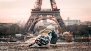 Dos palomas frente a la icónica Torre Eiffel, en París, Francia.&nbsp;