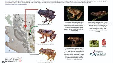 Tres nuevas especies de rana en Perú.
