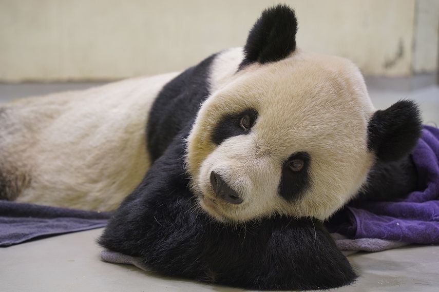 En esta fotografía proporcionada por el Zoológico de Taipéi, se muestra al panda gigante Tuan Tuan en el suelo de su recinto, el sábado 19 de noviembre de 2022 en Taiwán.
