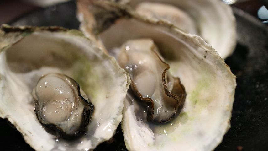 Las ostras que sobreviven y crecen en aguas con altos niveles de acidez desarrollan una concha más pequeña y frágil que se rompe con mayor facilidad.