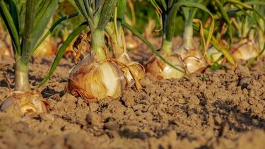 El r&eacute;gimen cubano dijo que la procedencia del producto decomisado (180 sacos de cebolla blanca y 1.000 ristras de morada) no estaba justificada.