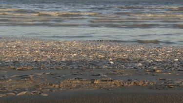 Un reportaje de KHOU 11 en YouTube muestra el estado de la costa de Texas con miles de peces muertos.&nbsp;