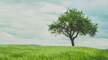 Diario las Américas | unsplash árboles aire bosque
