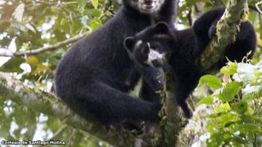 En Perú hay una población de unos 5.750 ejemplares