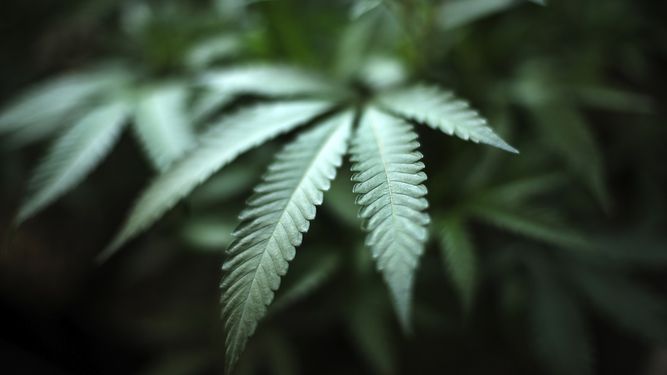 Panam&aacute; debate sobre la legalizaci&oacute;n de la marihuana para uso medicinal.&nbsp;