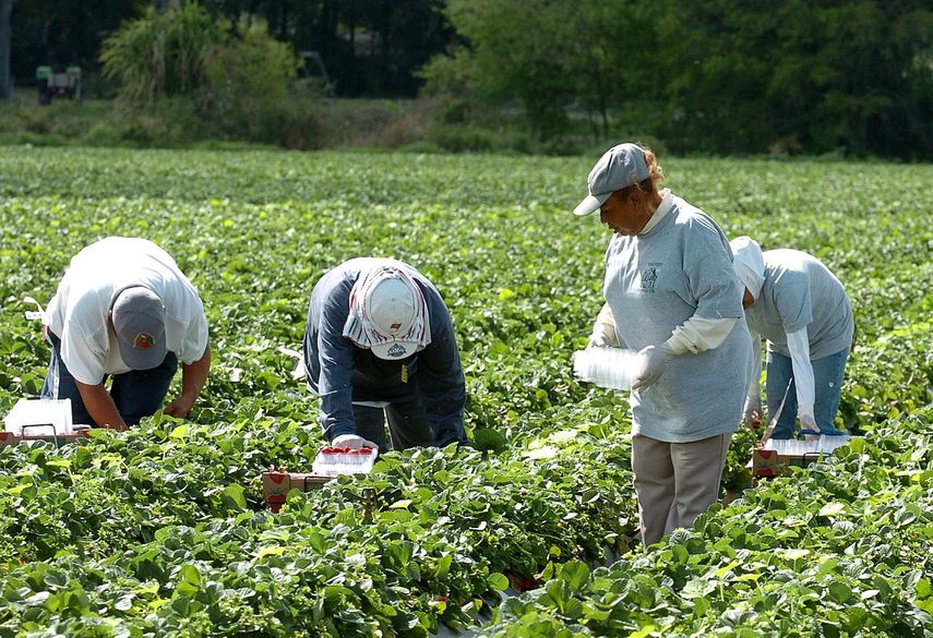 Fotografía de archivo fechada en marzo de 2007 en la que se ve a un grupo de mujeres, que no quisieron identificarse, trabajan en la recogida de fresas en un campo agrícola del sur de la Florida.