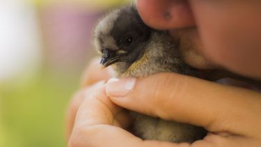 Un joven besa a su mascota, un pollo recíen nacido.