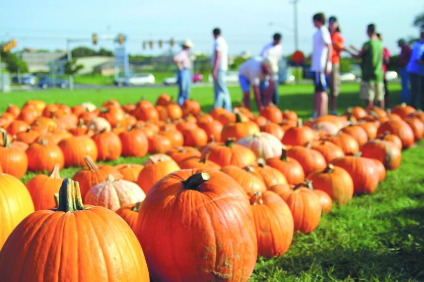 Calabazas. (ARCHIVO)