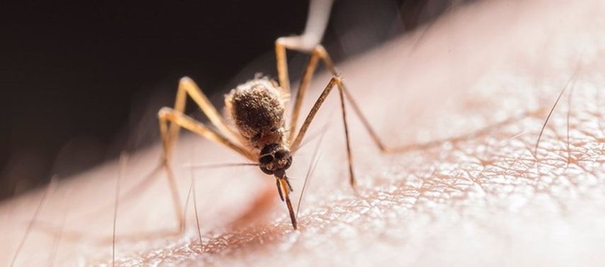 Foto de la mosca de arena, capaz de portar infecciones del parásito Leishmania