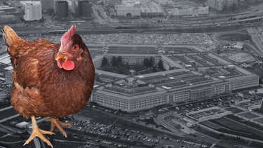 Capturan a gallina que intentaba ingresar al Pentágono