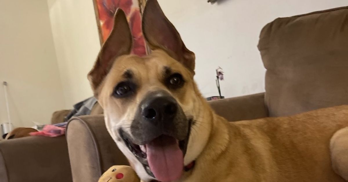 Crueldad animal en Florida se convierte en delito grave con penas ejemplares