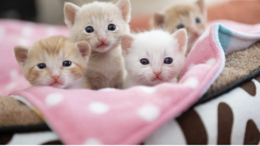 Gatitos con pocos días de nacidos.&nbsp;