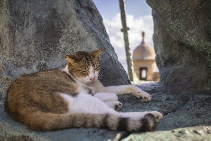 &nbsp;Un gato callejero descansa en una estatua del Viejo San Juan, en Puerto Rico, el 2 de noviembre de 2022.&nbsp;