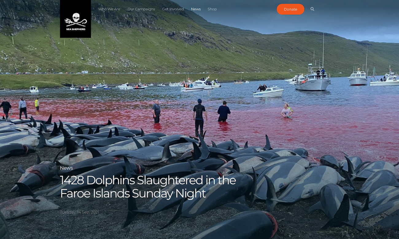 La oenegé ecologista Sea Shepherd, que lleva años luchando contra el grind a delfines y otros cetáceos, denunció la matanza. La oenegé ecologista Sea Shepherd, que lleva años luchando contra el grind a delfines y otros cetáceos, denunció la matanza.