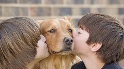 Los datos fueron aportados por&nbsp;Animal Health Europe, la asociación europea de la industria de medicamentos veterinarios.&nbsp;