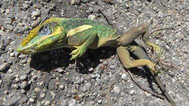 Las lagartijas son animales tropicales y sus cuerpos no resisten las frías temperaturas.
