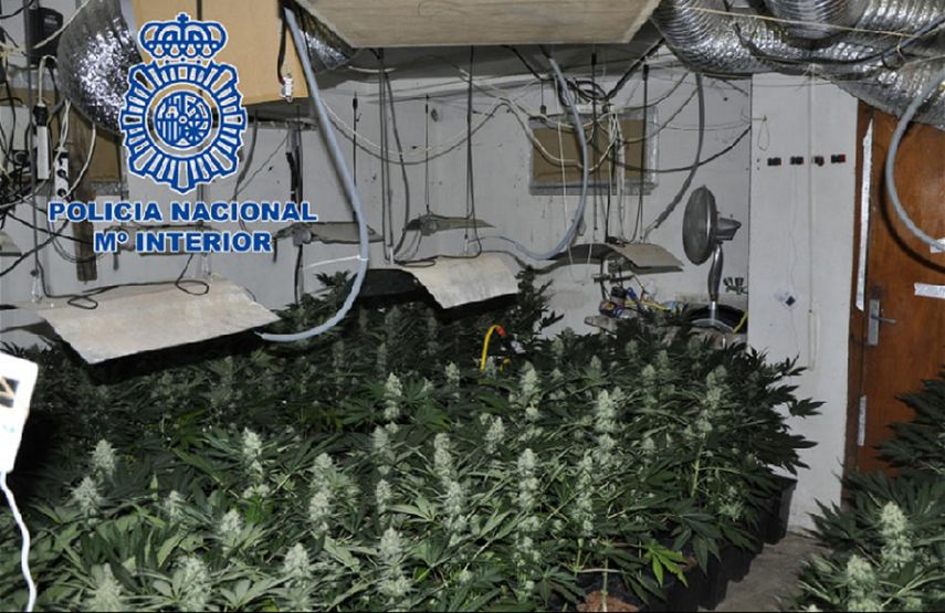 Los agentes desmantelaron diez plantaciones y se incautaron más de 1.600 plantas que estaban a punto de ser cosechadas y distribuidas en España y Francia.